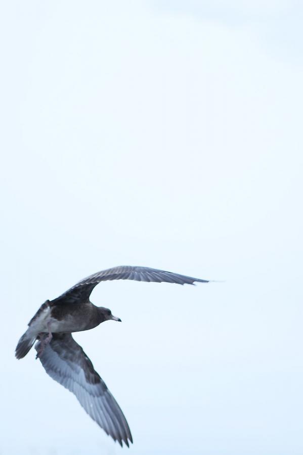 日本护士xxxxwww视频-SD手机在线看片